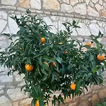 Gasthuis Jardin Miraculeux Himare