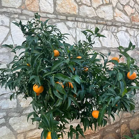 Vendégház Jardin Miraculeux Himara