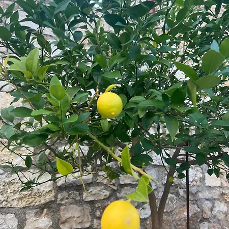 Jardin Miraculeux Penzion *