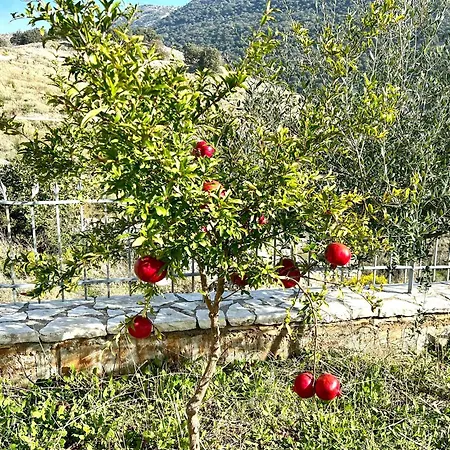 Pensjonat Jardin Miraculeux Himara