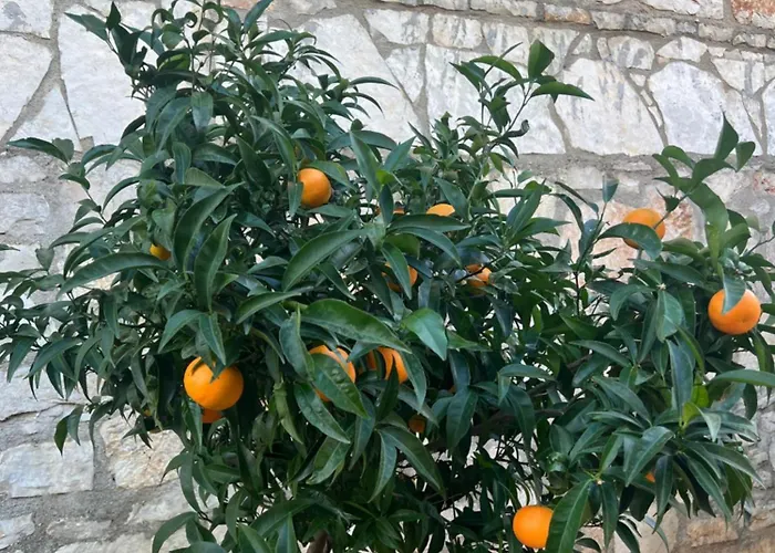 Gasthuis Jardin Miraculeux Himare