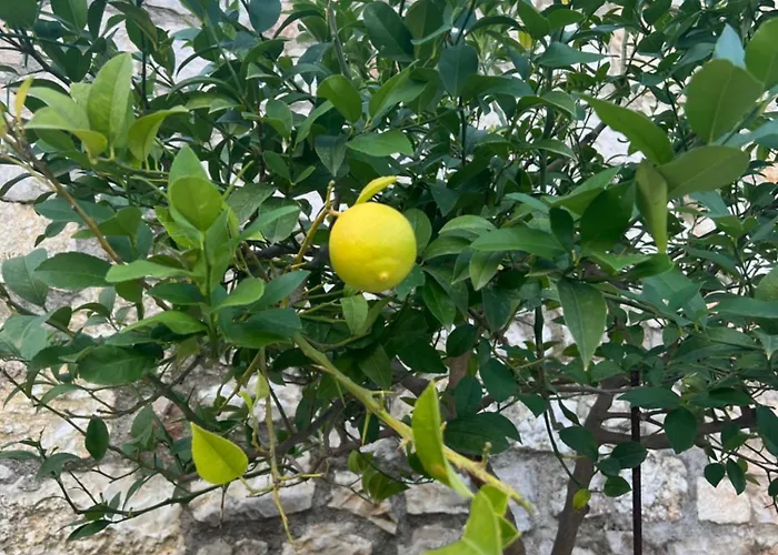 Jardin Miraculeux Gasthuis 3*